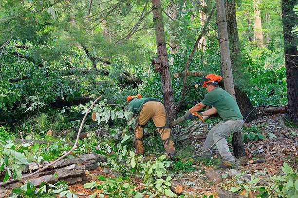 Best Tree Cutting Near Me  in Seagraves, TX